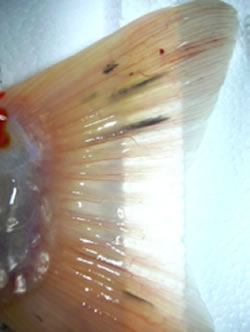 Rood doorlopen vinnen door stress