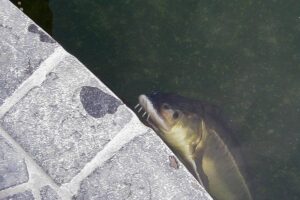steur-aan-wateroppervlakte