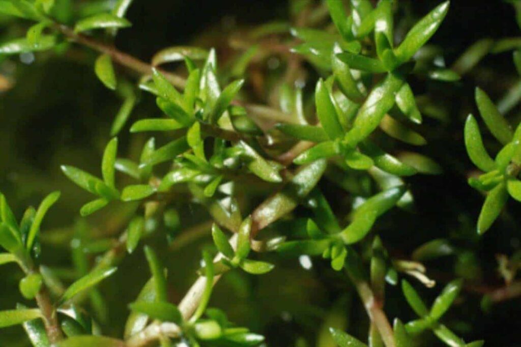 Crassula helmsii 'Emers'