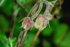 geum-rivale