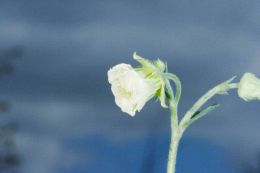 Geum rivale 'Alba'