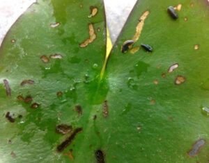 larven-waterleliekever