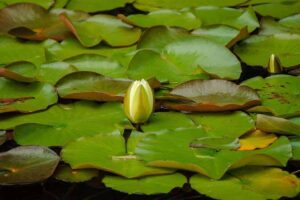 waterlelie bloemknop