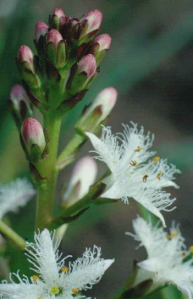 menyanthes-trifoliata-bloem-2