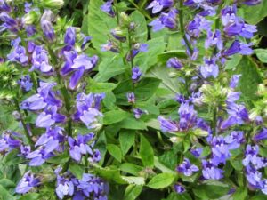 lobelia-siphilitica-1