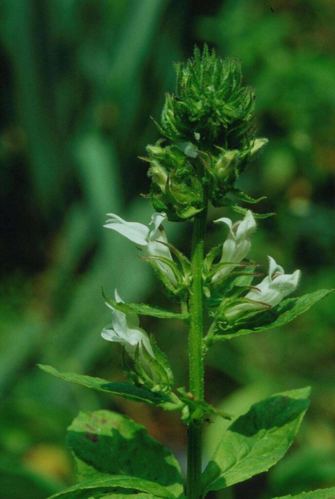 Lobelia siphilitica Alba