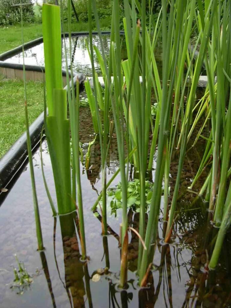 moerasfilter-en-vijver
