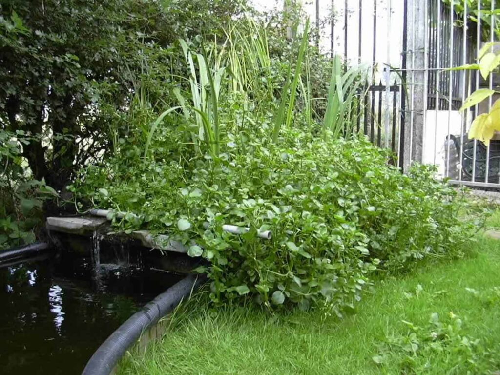 woekerende-waterkers