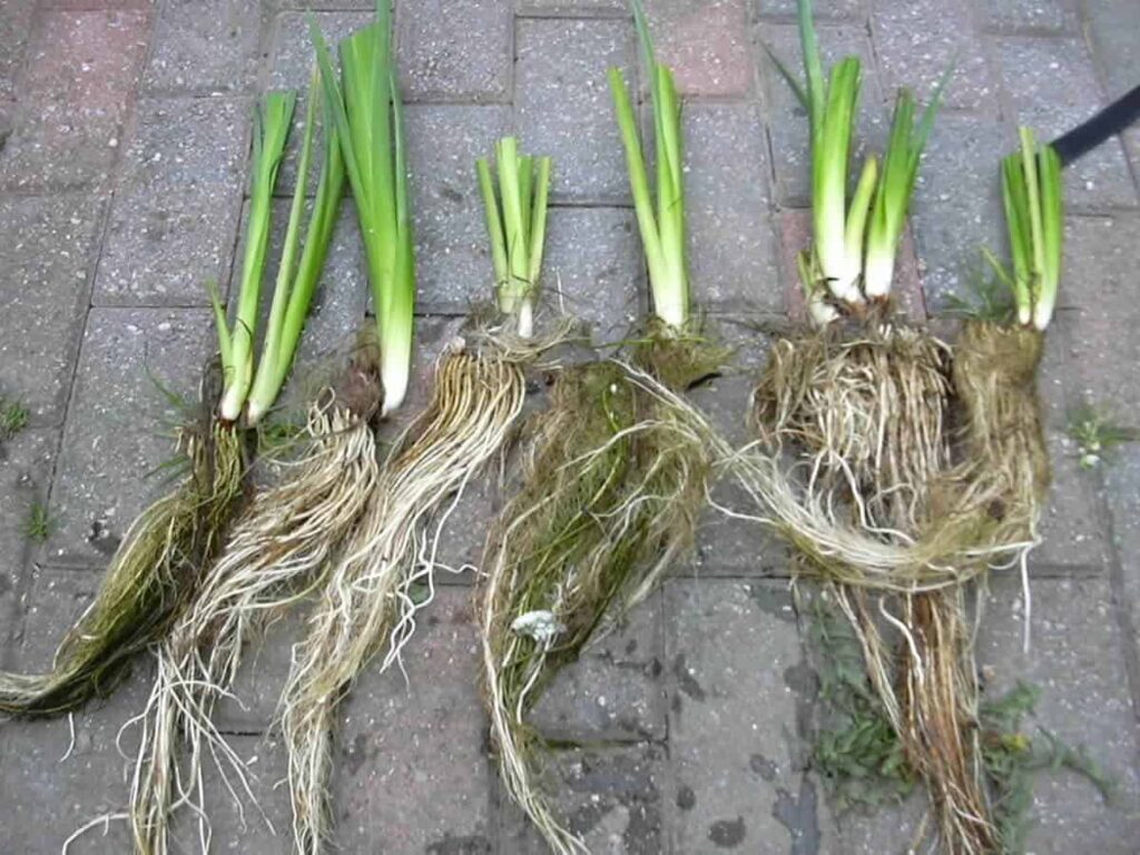 wortelgestel-irissen