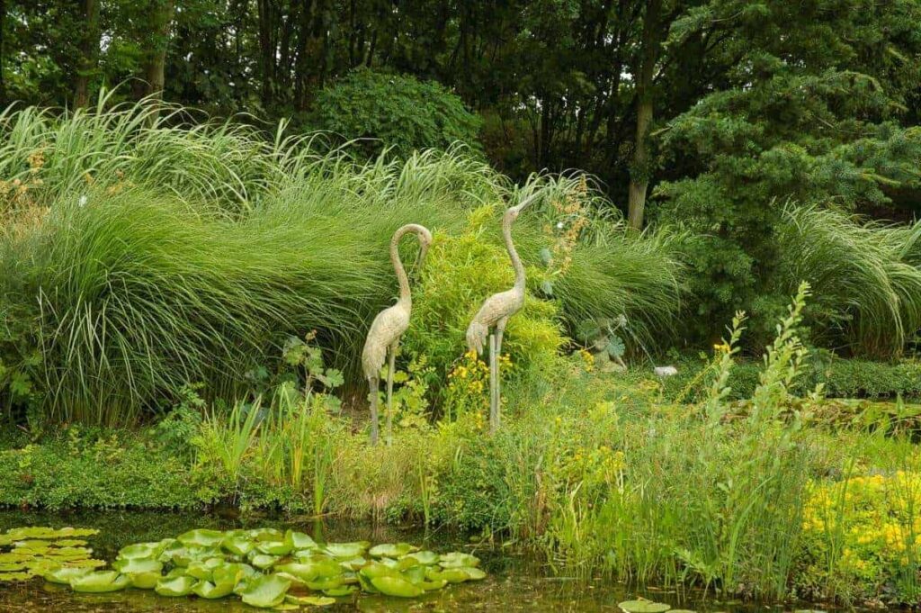 vijverrand-moeraszone