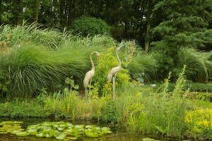 vijverrand-moeraszone