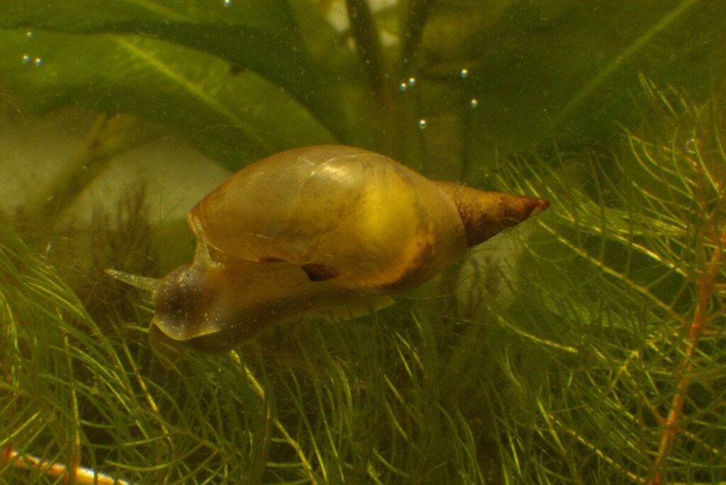 Lymnaea stagnalis 1, Grote poelslak, Saxifraga-Kees Marijnissen
