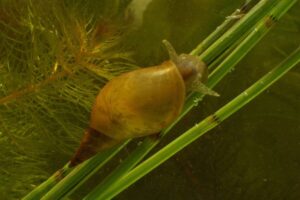 Lymnaea stagnalis 3, Grote poelslak, Saxifraga-Kees Marijnissen