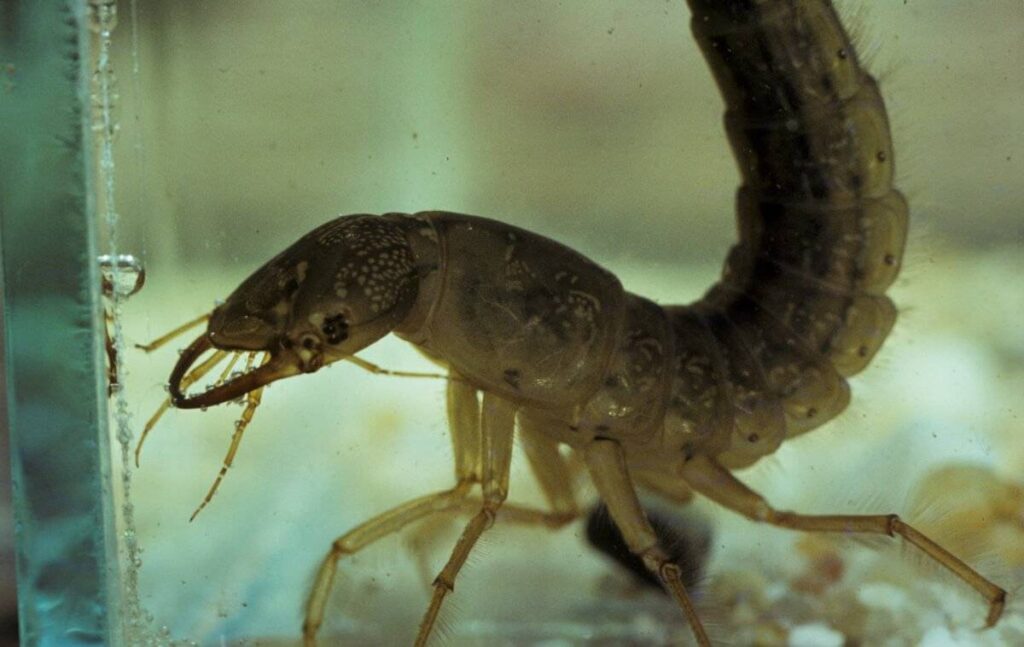 Dytiscus marginalis 4, Geelgerande waterkever, larva, Saxifraga-Pieter van Breugel