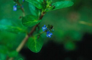 Veronica beccabunga