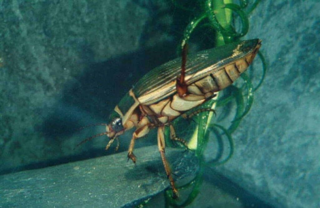 geelgerande watertor