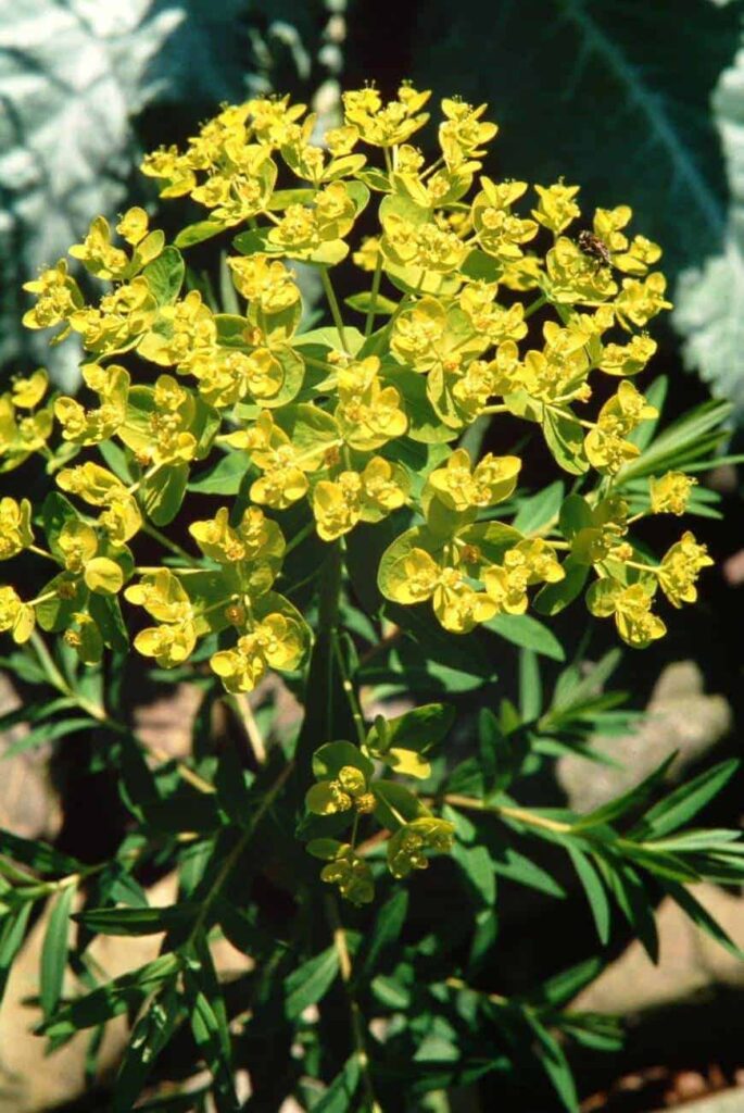 moeraswolfsmelk bloem