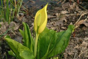 Lysichiton-americanus-2