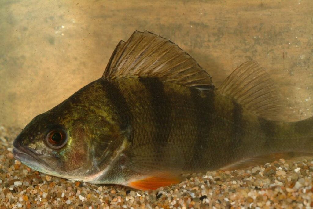 Perca-fluviatilis