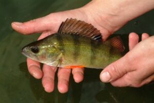 Perca-fluviatilis