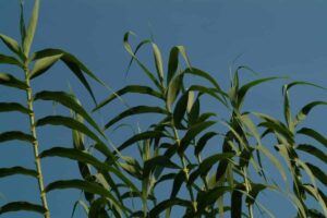 Arundo-donax-1