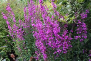 Lythrum virgatum Dropmore Purple