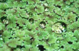 Kroosvaren of Azolla