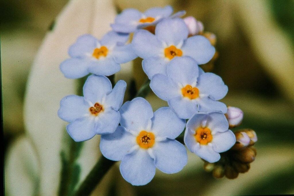Myosotis palustris3