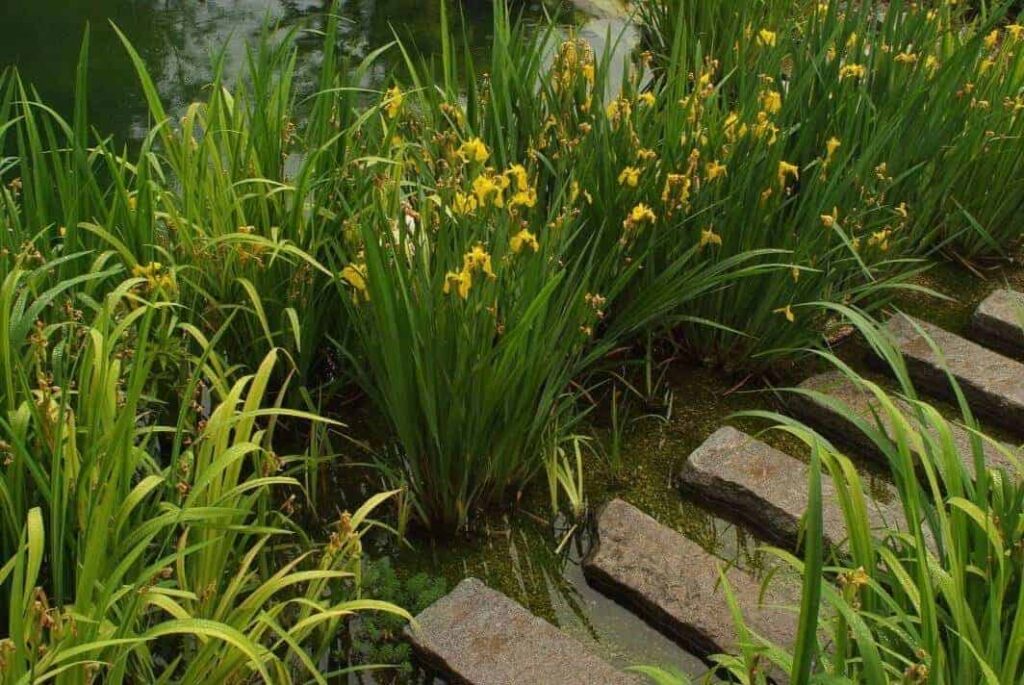 Moeraszone vol gele lis