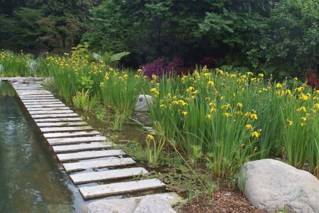 Grote natuurlijke moeraszone