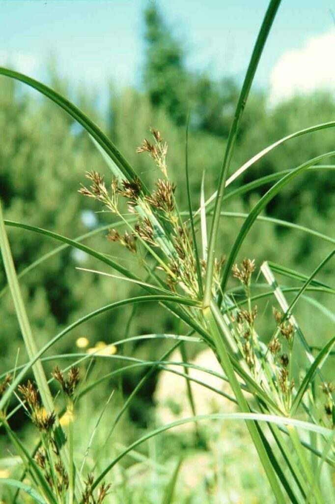 Cyperus longus