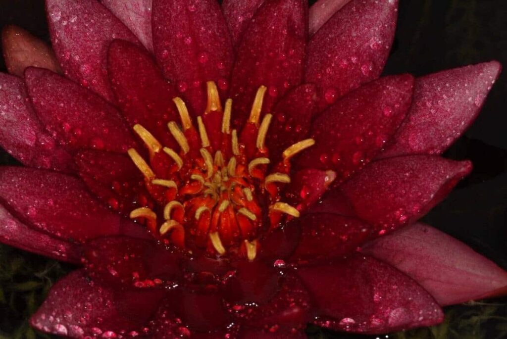 Nymphaea Atropurpurea