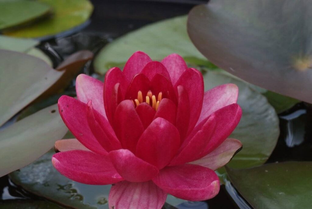 Nymphaea Perry's Baby Red