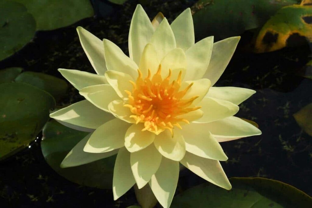 Nymphaea Charlene Strawn