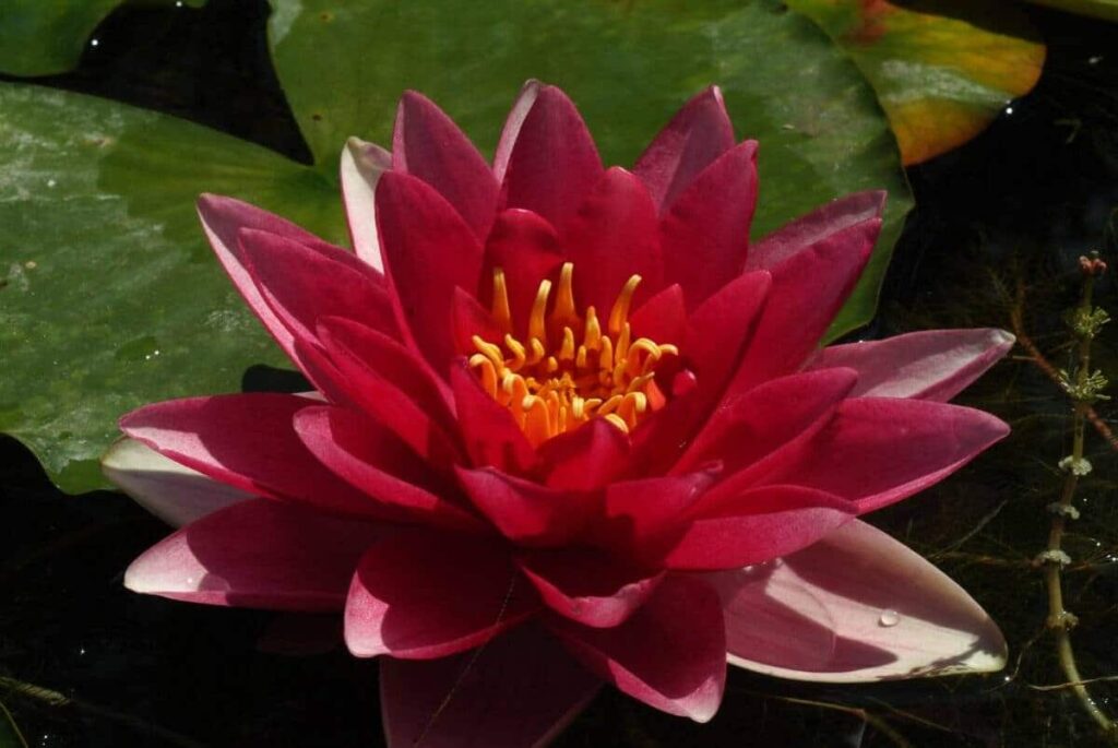 Nymphaea Conqueror