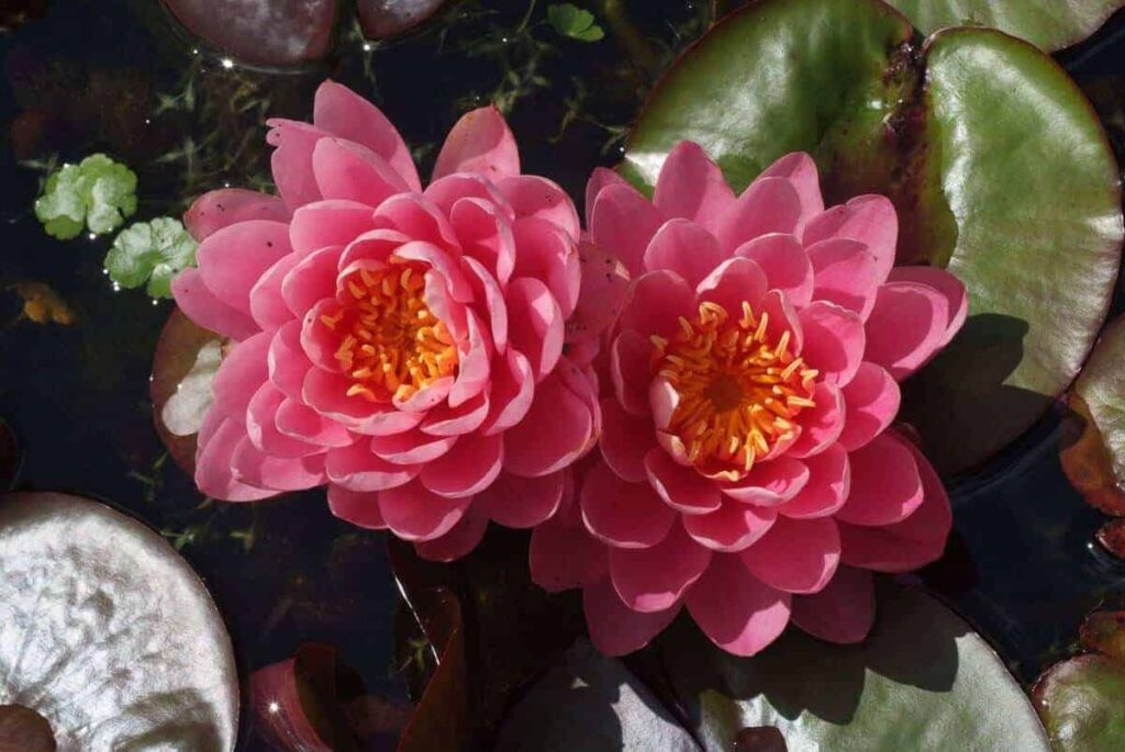 Nymphaea Perry's Fire Opal