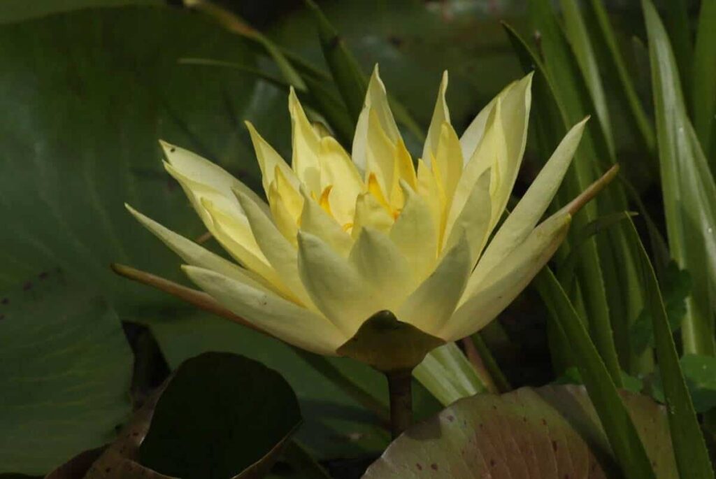 Nymphaea Joey Tomocick