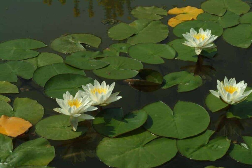 Nymphaea Marliacea Albida