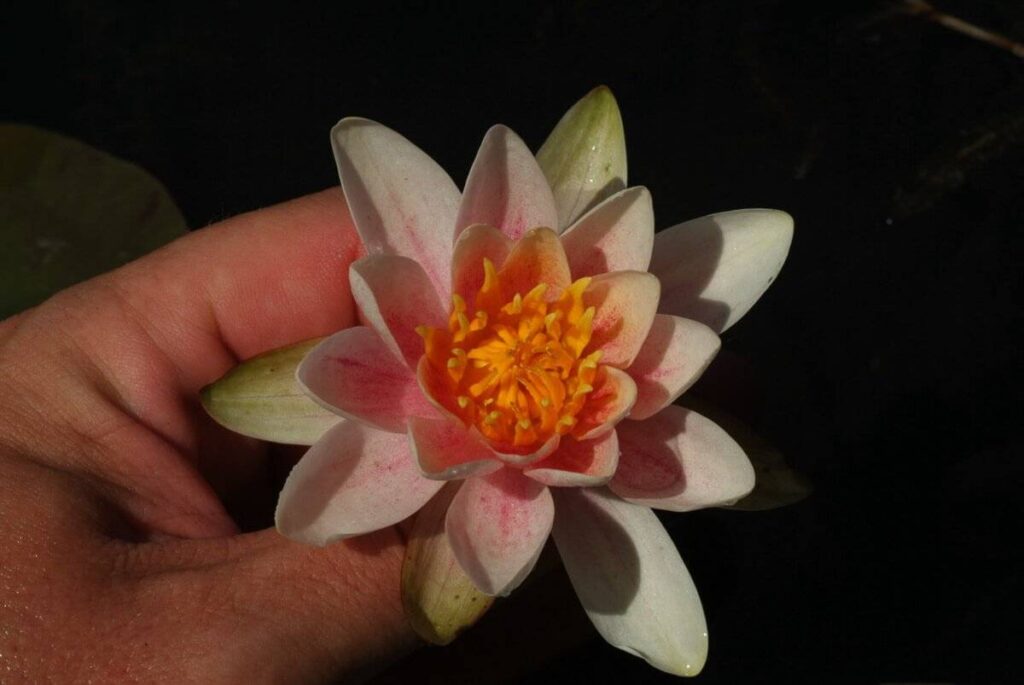 Nymphaea Mary Patricia