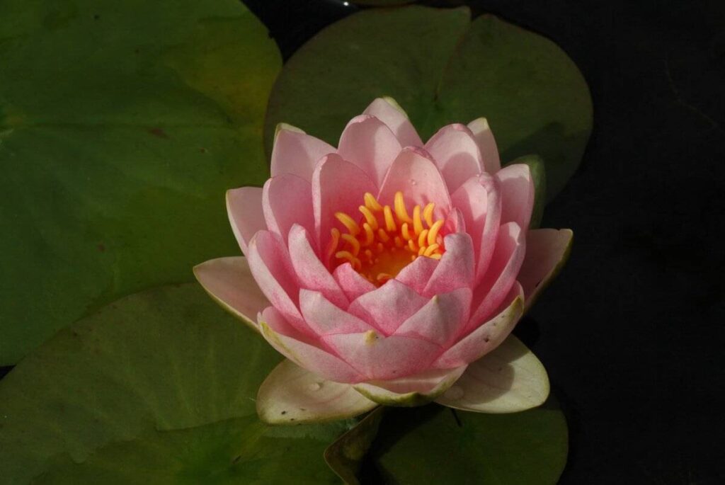 Nymphaea Madame Wilfron Gonnêre