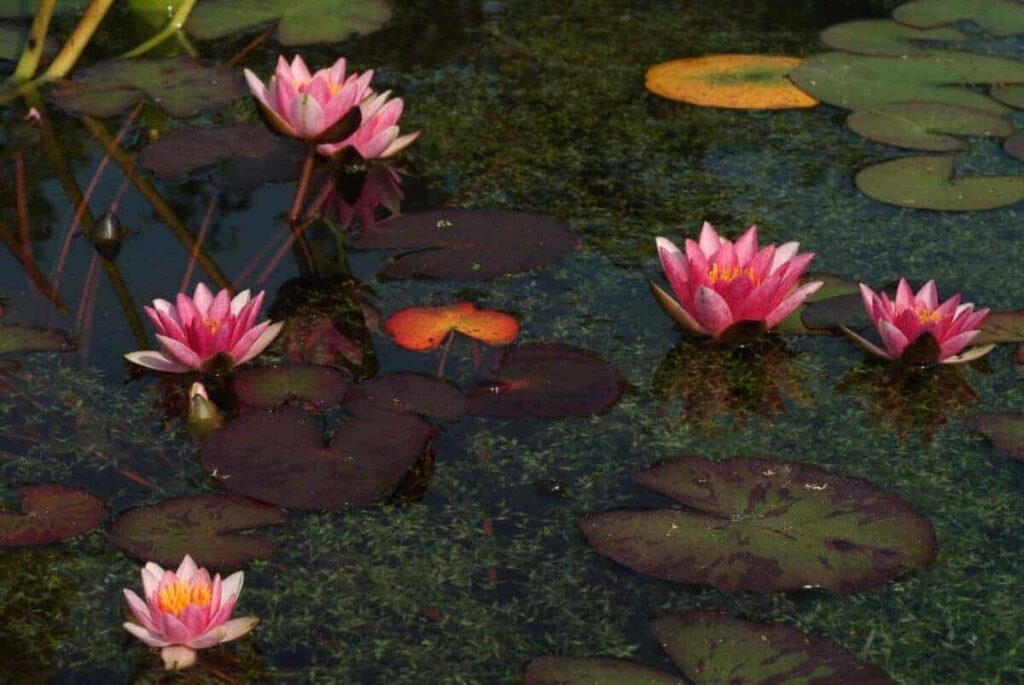 Nymphaea Joanne Pring