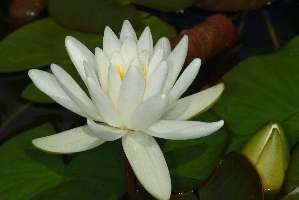 Nymphaea Odorata