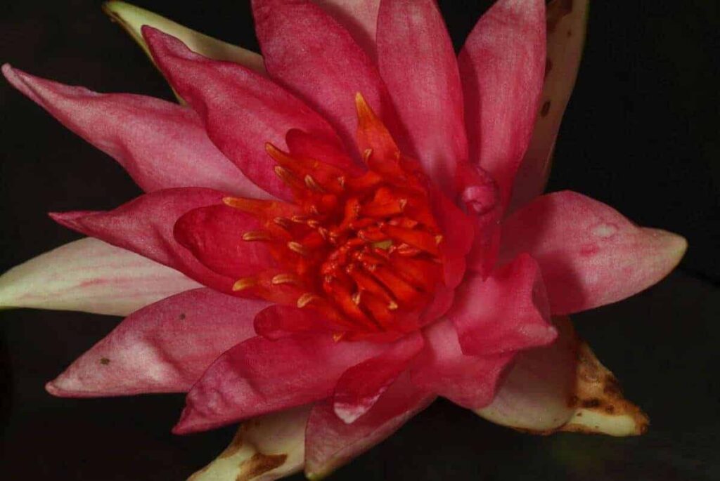 Nymphaea Red Spider