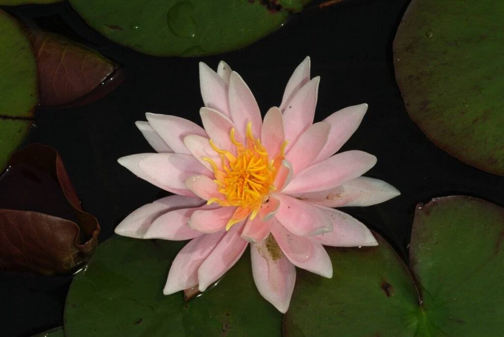 Nymphaea Rose Arey