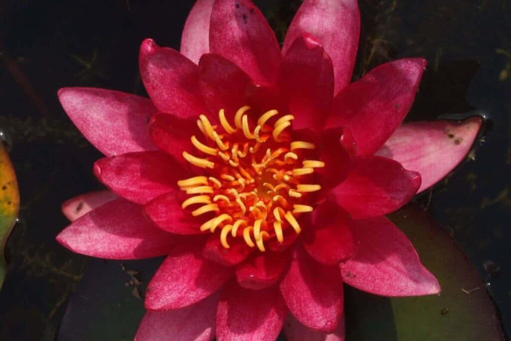 Nymphaea William Falconer