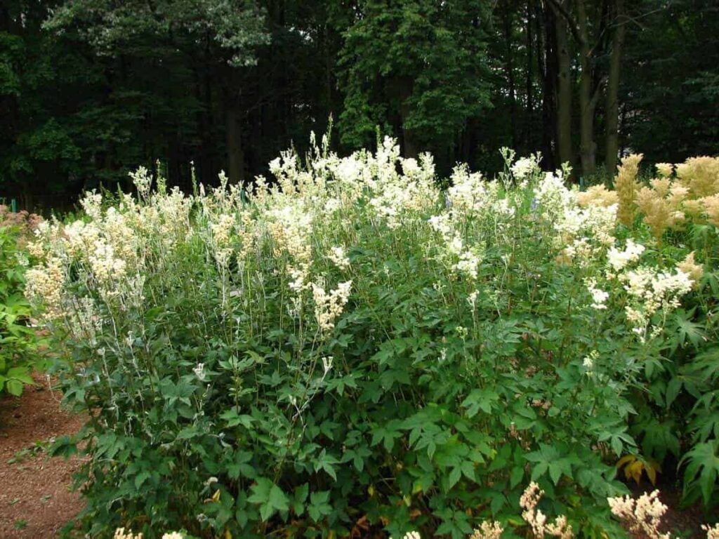 Filipendula-ulmaria-Plena