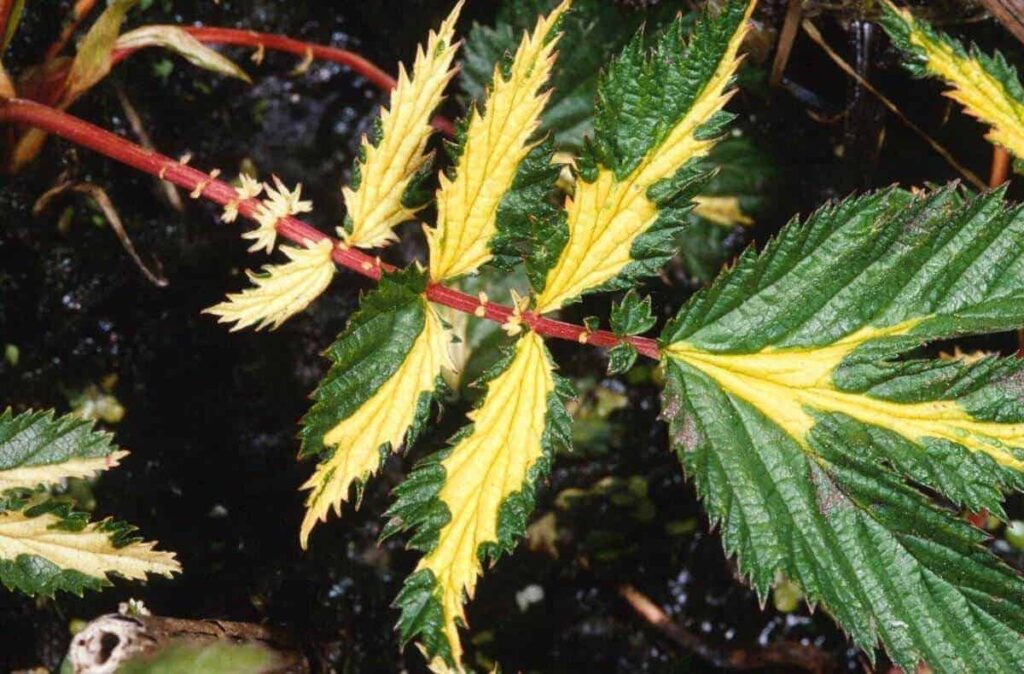 Filipendula-ulmaria-Variegata