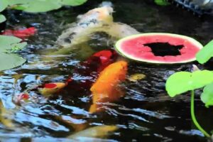 koi-eten-watermeloen