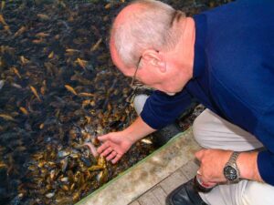 inspecteren-jonge-koi