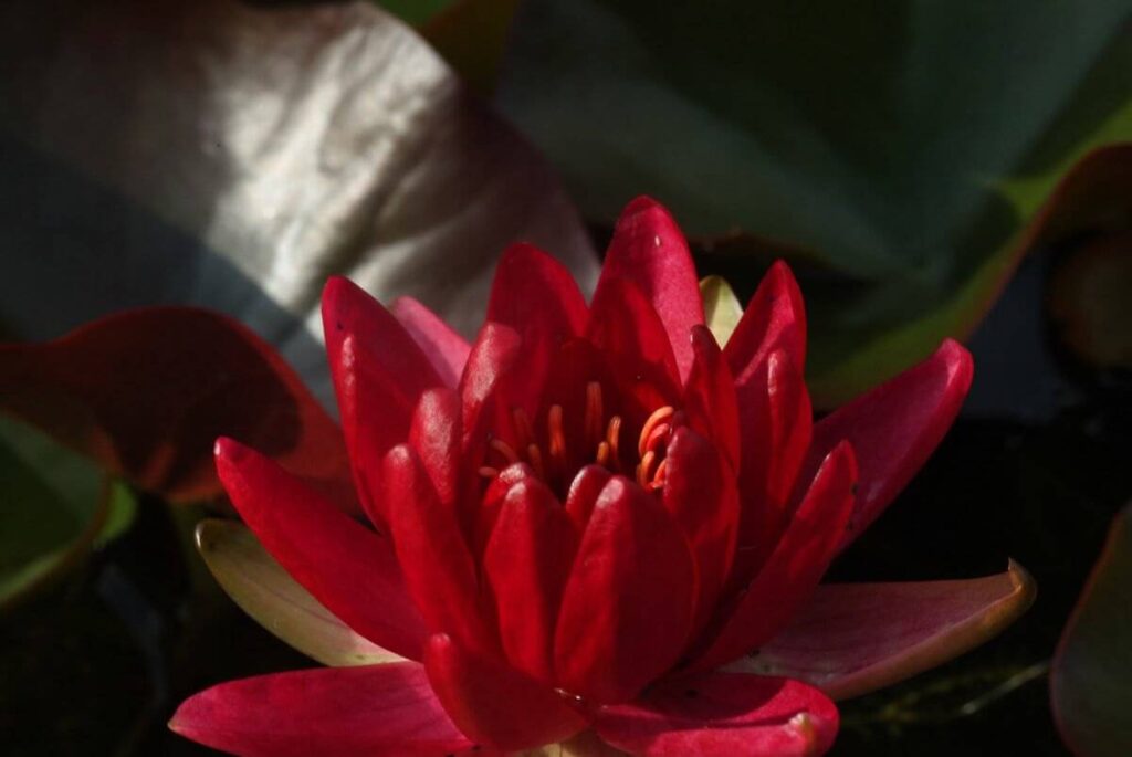 Nymphaea Perry's Red Glow bloem